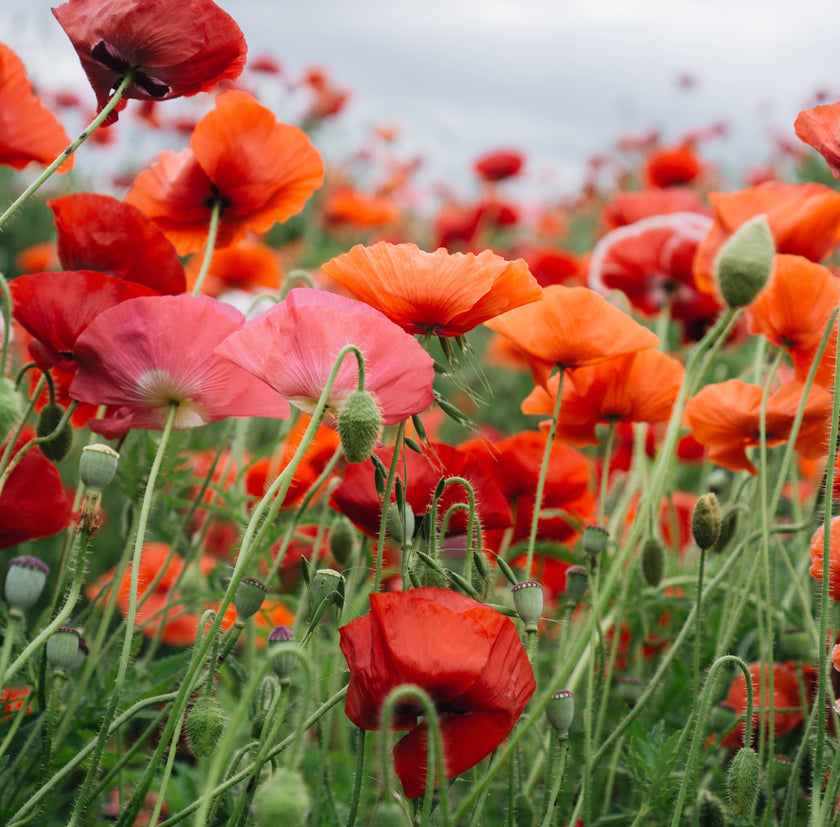 Graines de bonheur | Sachet de graines de Coquelicot