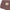 Couverture Berceau | Chestnut
