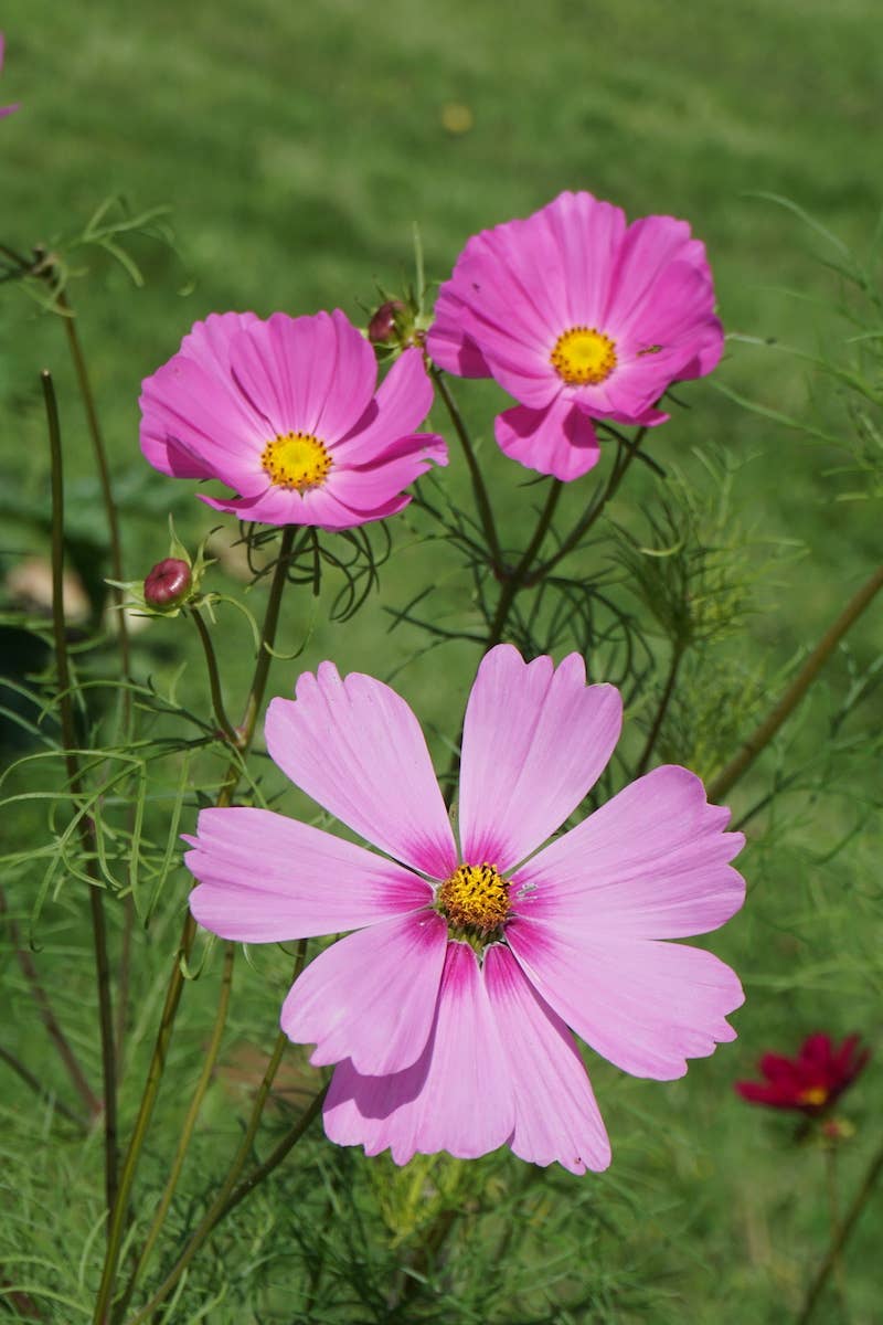 Maitresse préférée | Sachets de graines de cosmos
