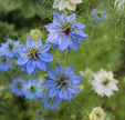 Bienvenue petite graine - Sachet de graines de Nigelle