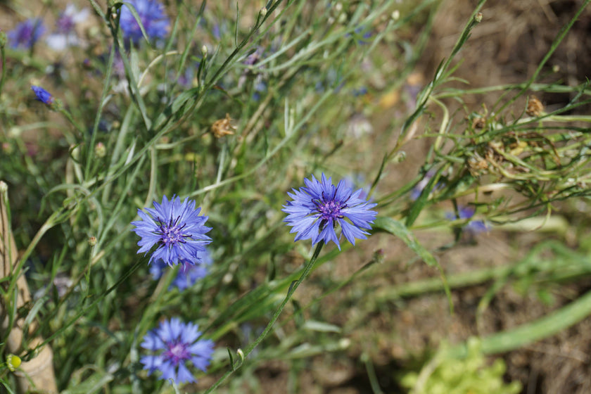 Parrain d’amour | Sachet de graines de Bleuets