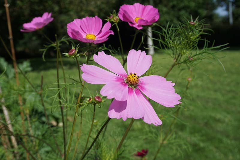Bisous Fleuris | Sachet de graines de Cosmos