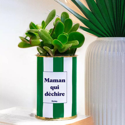 Plante Maman qui déchire