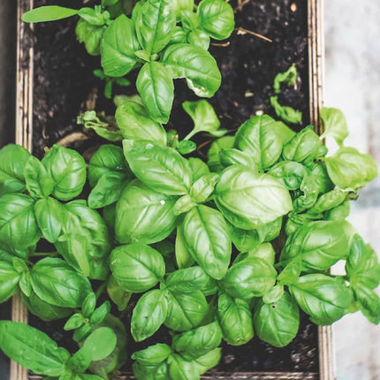 Sachet de graine basilic