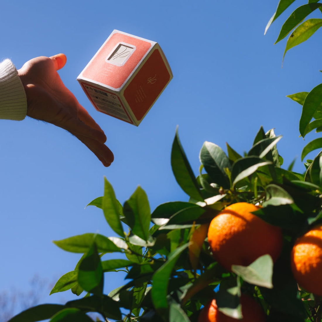 bougie dans les orangers en fleurs