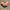 brassard puddle jumper oh crab orange
