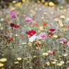 Joyeux Anniversaire | Sachet de graines de Fleurs des champs