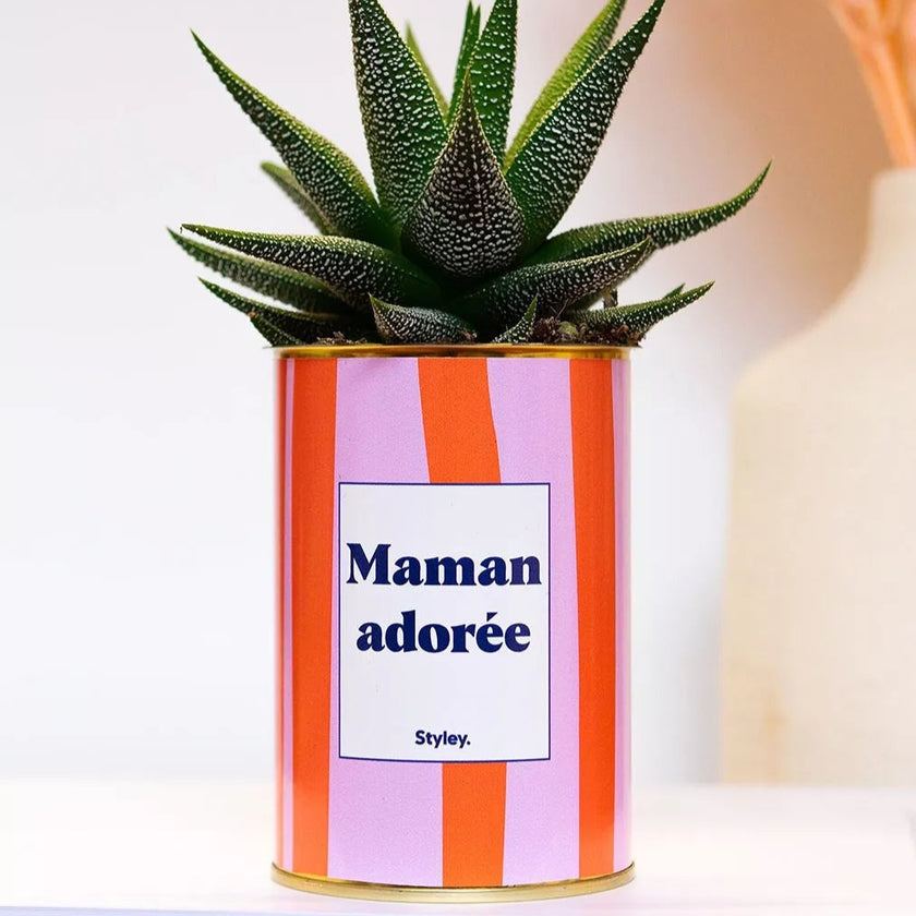 cactus maman adoree