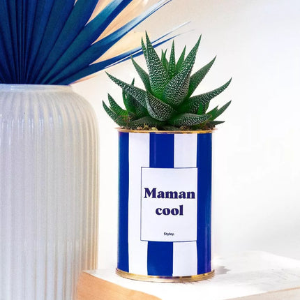 cactus maman cool