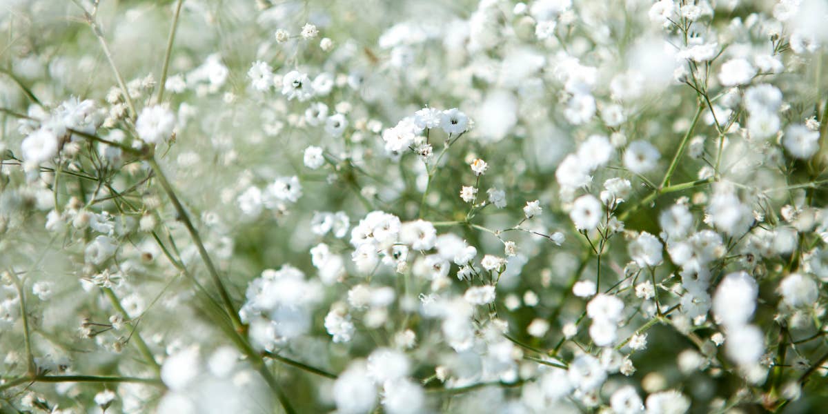 Témoin d'amour - Sachet de graines de Gypsophile