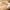 couverture lapin marron
