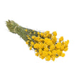 fleurs sechees lona 