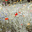 Sachet de graines fleurs des champs