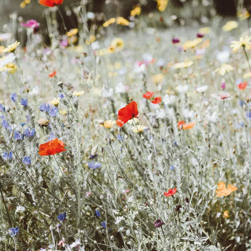 Sachet de graines fleurs des champs