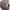 Hochet | Bear