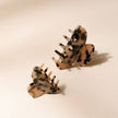 Pince écaille