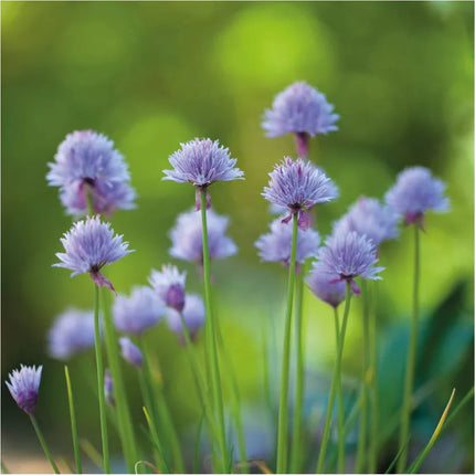 Botanica - Sachet de graines de Ciboulette