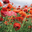 Sachet de graine coquelicot 