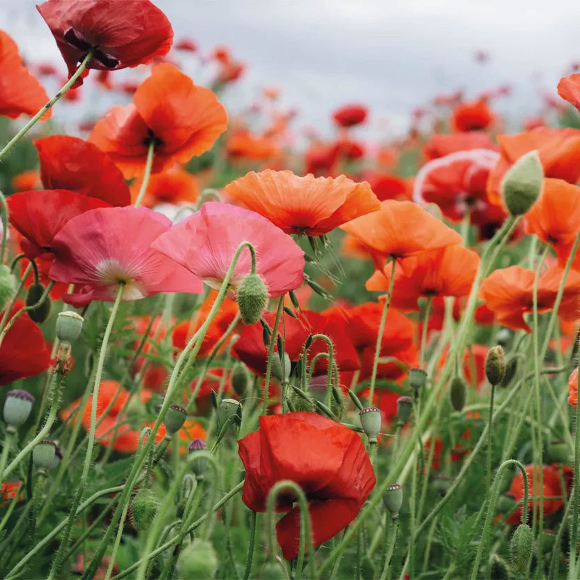 Sachet de graine coquelicot 