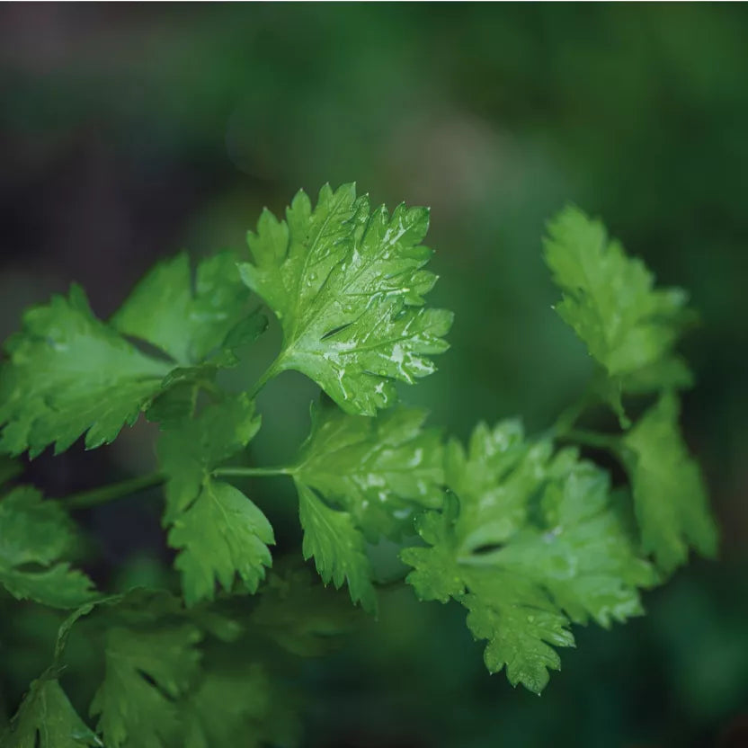 sachet de graine persil 
